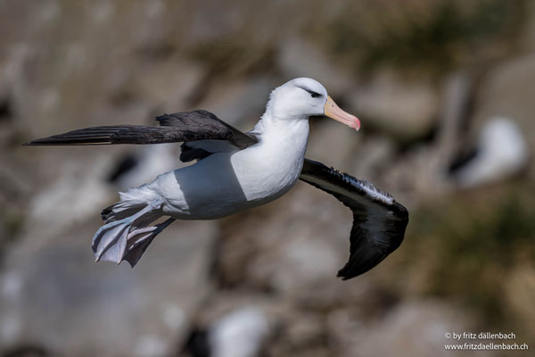 Schwarzbrauenalbatros, Falkland Island