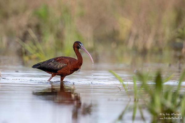 Sichler, Donaudelta Rumänien