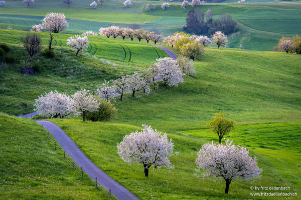 Kirschbaumblüte, Baselland