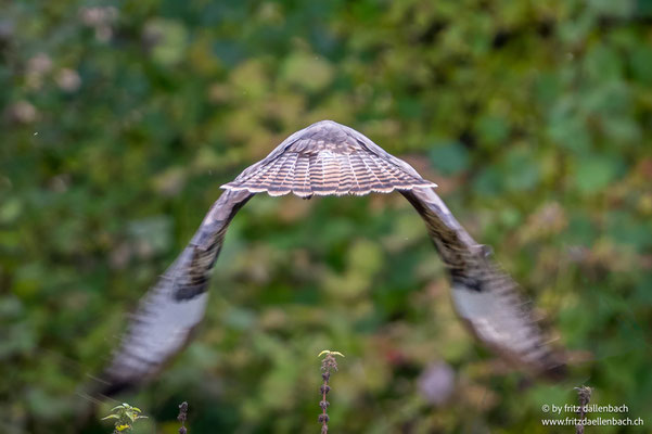 Mäusebussard, Neeracherried