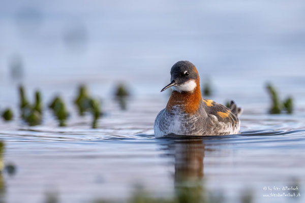 Odinshühnchen. Varanger