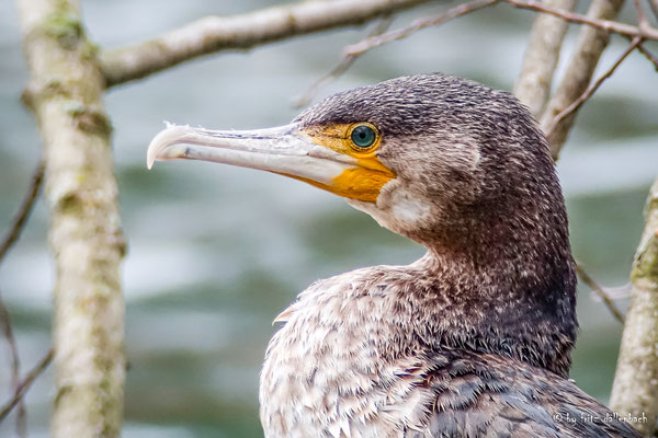 Kormoran, Werdinsel Zürich