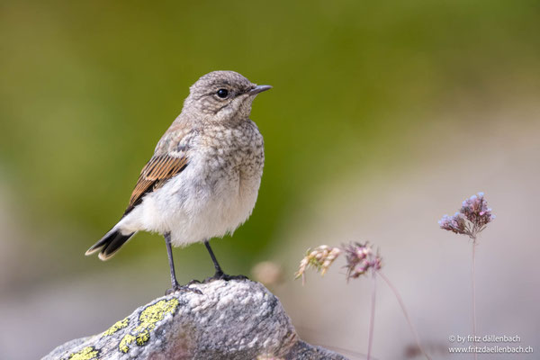 Steinschmätzer, Nufenenpass