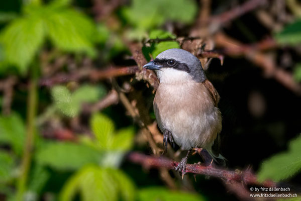 Neuntöter, Allmend Frauenfeld