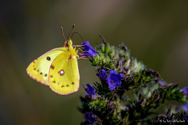 gelber Schmetterling, Klingnauer Stausee