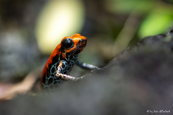 Giftfrosch, Zoo Zürich