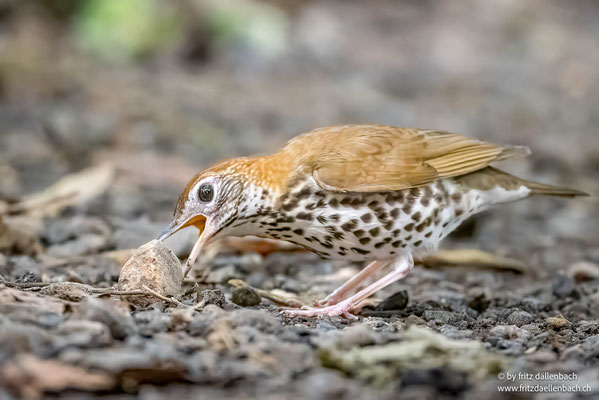 Walddrossel (Wood Thrush)
