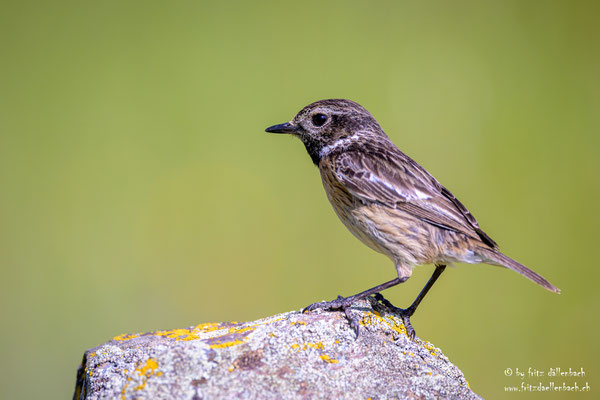 Schwarzkehlchen Weibchen