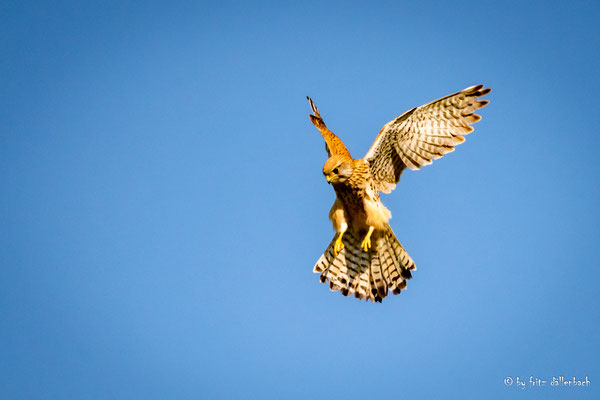 Turmfalke, Klettgau