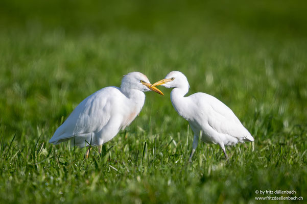 Kuhreiher, Nuolerried