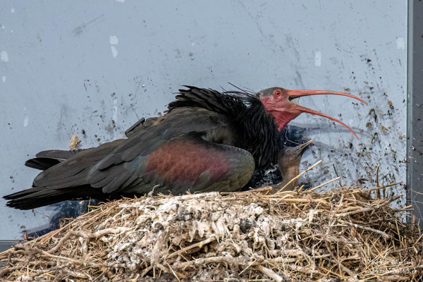 Waldrapp, Rümlang