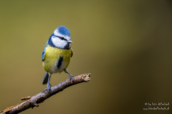 Blaumeise, Züriberg