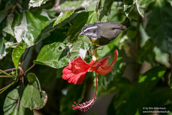 Bananaquit, Costa Rica