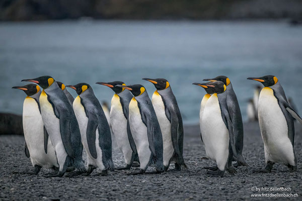 Königspinguine, Südgeorgien