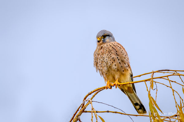 Turmfalke, Klingnauer Stausee