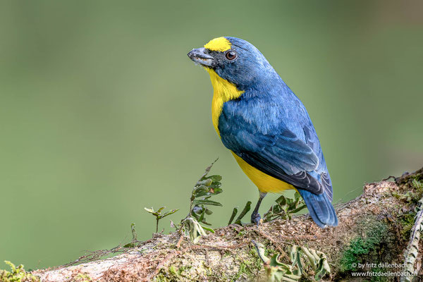 Bronzeorganist (Green-chinned Euphonia)