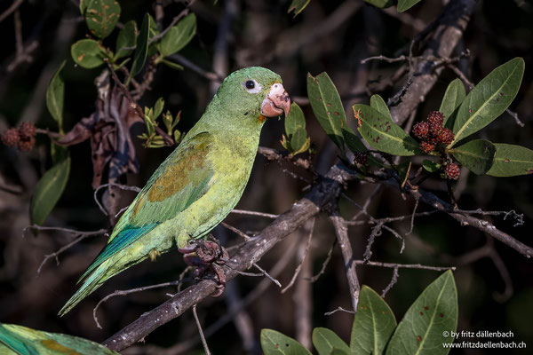 Tovisittich (Orange-chinned parakeet)