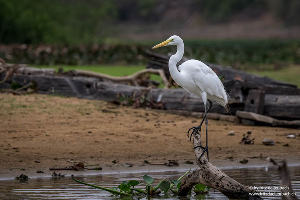 Pantanal, Brasilien
