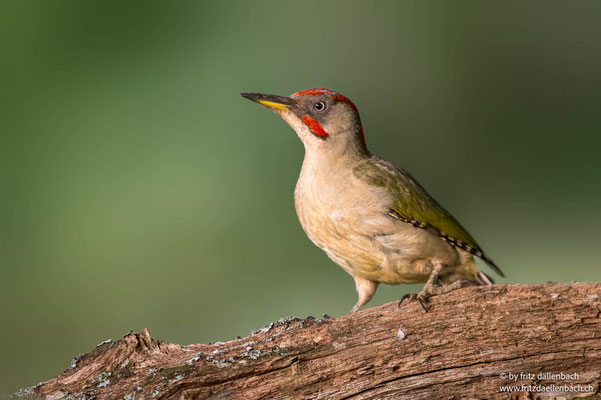 Iberischer Grünspecht, Spanien