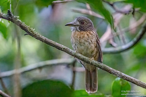 Weißzügel-Faulvogel (White-whiskered puffbird)