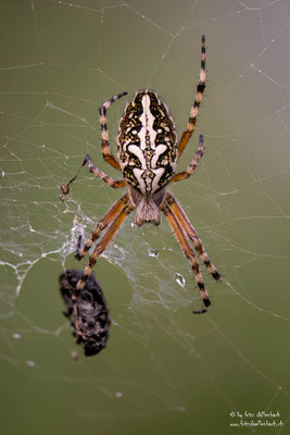 Spinne, Geschinersee