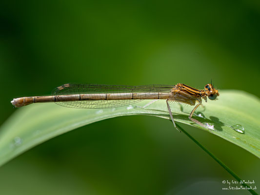 Libelle, Maschwander Allmend