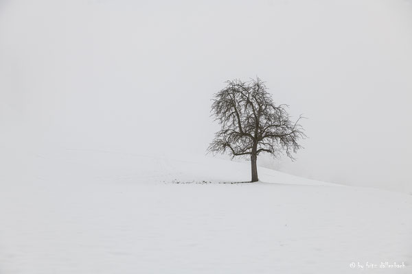 Baum im Nebel, Hirzel