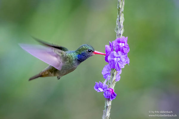 Kolibri, Costa Rica