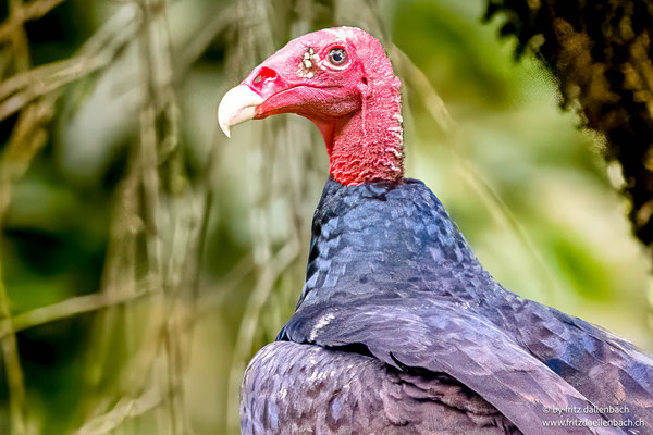 Truthahngeier (Turkey Vulture)