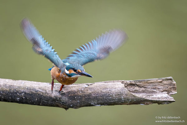 Eisvogel, La Sauge