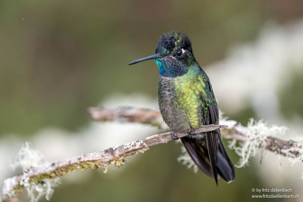 Kolibri, Costa Rica