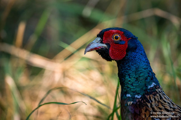 Jagdfasan Männchen, Kapfenstein