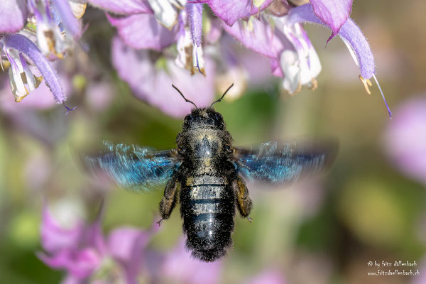 Blaue Holzbiene, Botanischer Garten Zürich