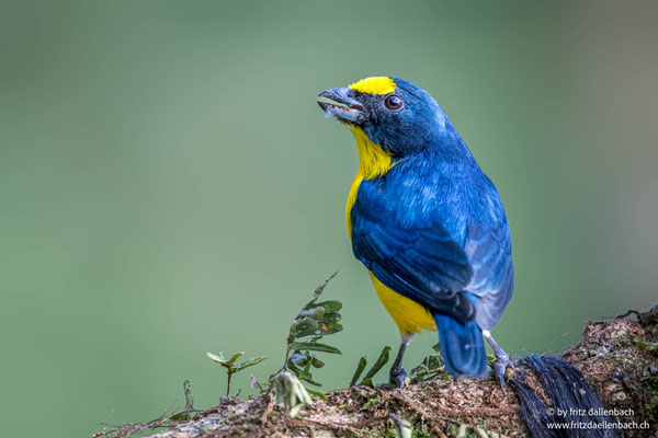 Bronzeorganist (Green-chinned Euphonia), Costa Rica