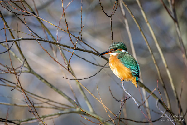 Eisvogeldame, Greifensee
