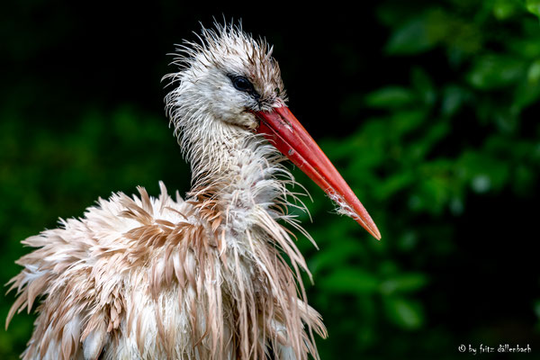 Storch, Neeracherried