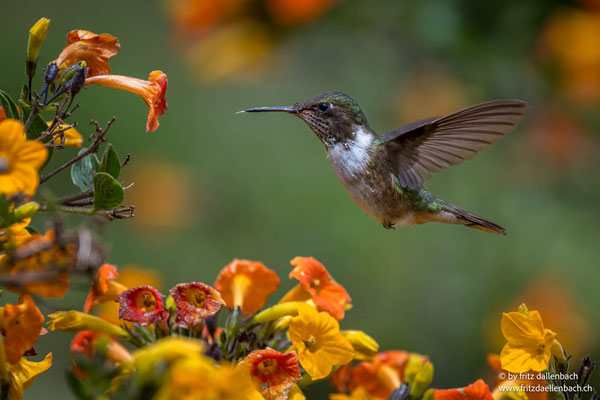 Kolibri im Flug, Costa Rica