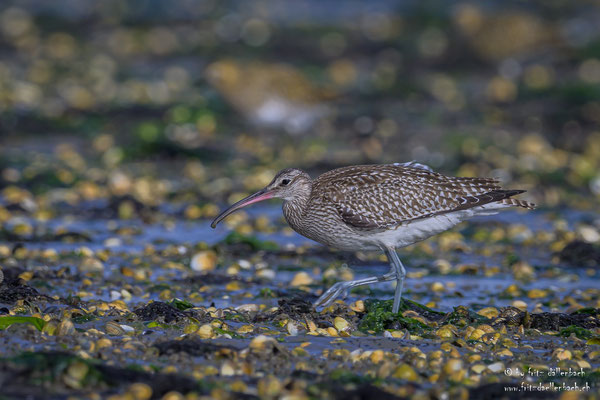 Regenbrachvogel, Texel Holland