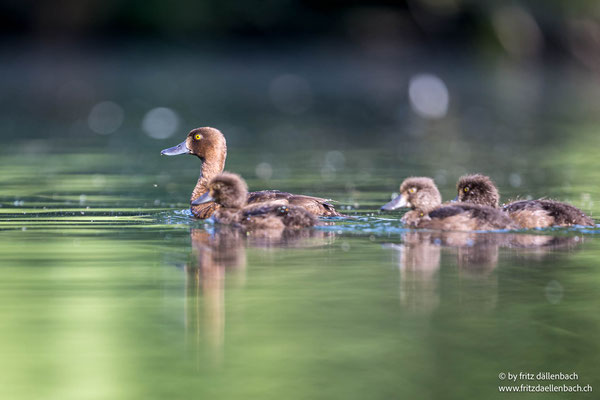 Reiherenten, Geschinersee