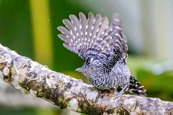Bindenameisenwürger (Barred Antshrike)