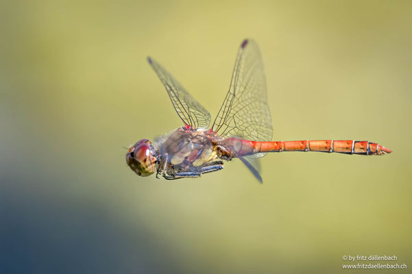 Heidelibelle, Wildert