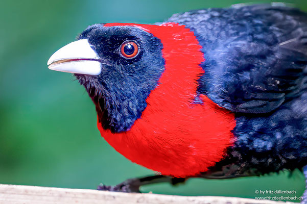 Flammentangare (Crimson-collared Tanager)