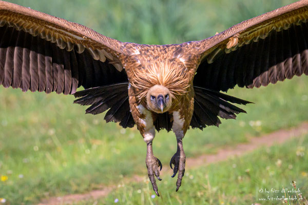 Gänsegeier, Spanien