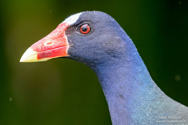 Zwergsultanshuhn (American purple gallinule)
