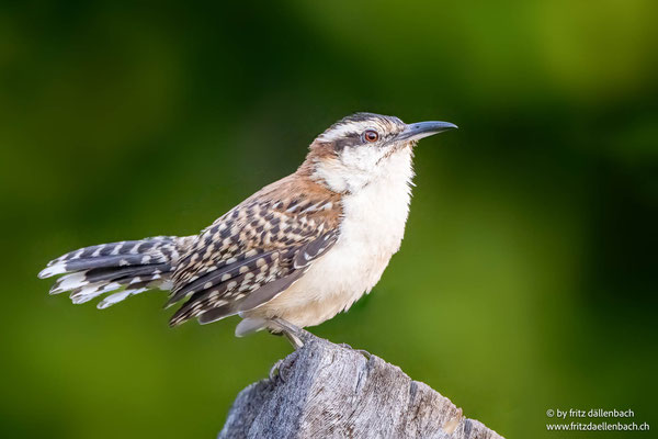 Rostrücken-Zaunkönig (Rufous-backed Wren)