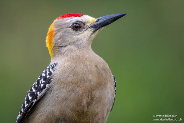 Hoffmannspecht (Hoffmann's woodpecker)