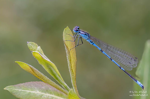 Libelle, botanischer Garten