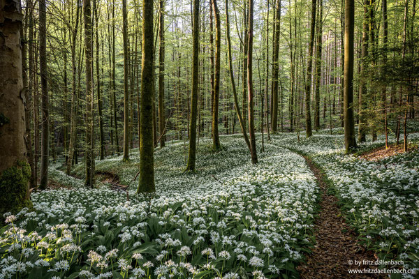 blühender Bärlauch, Sihlwald
