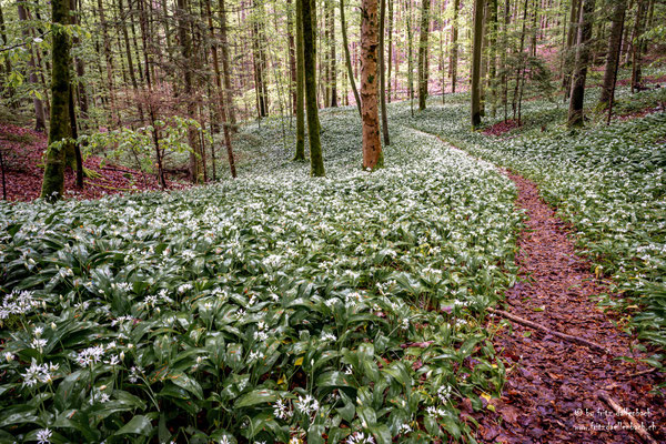 Bärlauch, Sihlwald