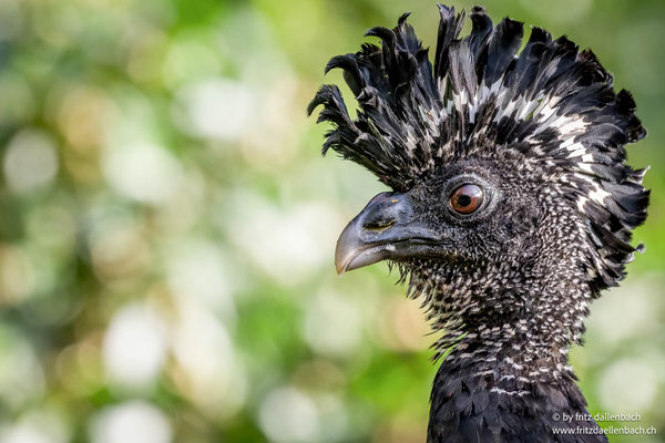Kronenhokko (Great curassow)